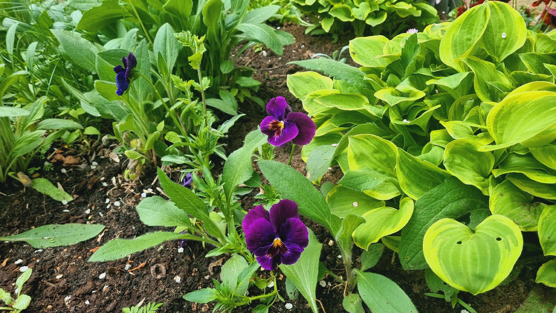 Подмосковье, Ивантеевка, благоустройство, общество