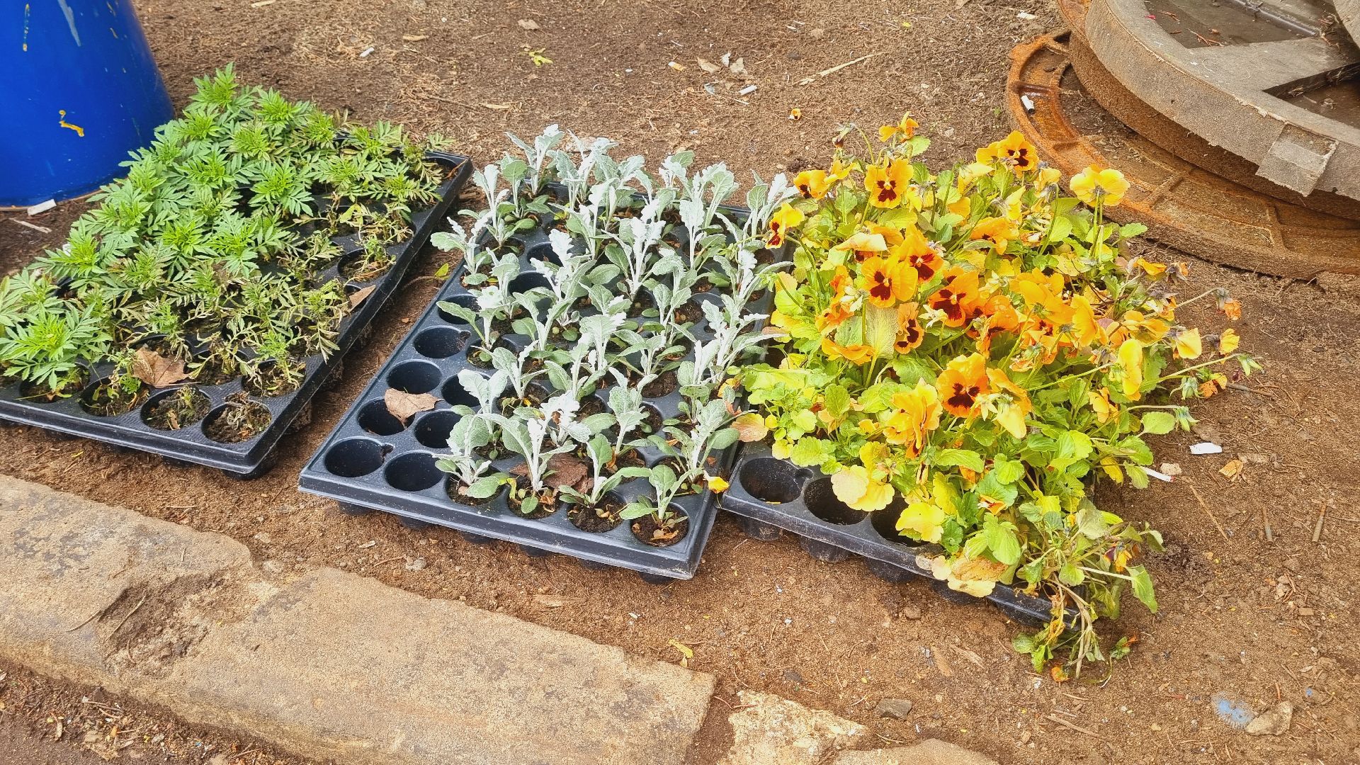 Подмосковье, Ивантеевка, благоустройство, общество