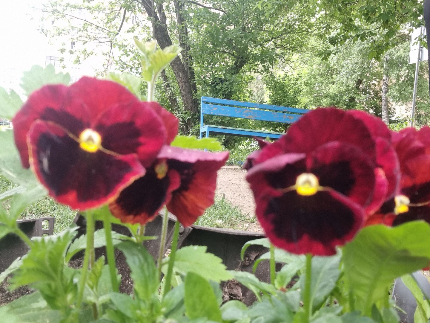 Подмосковье, Ивантеевка, благоустройство, общество