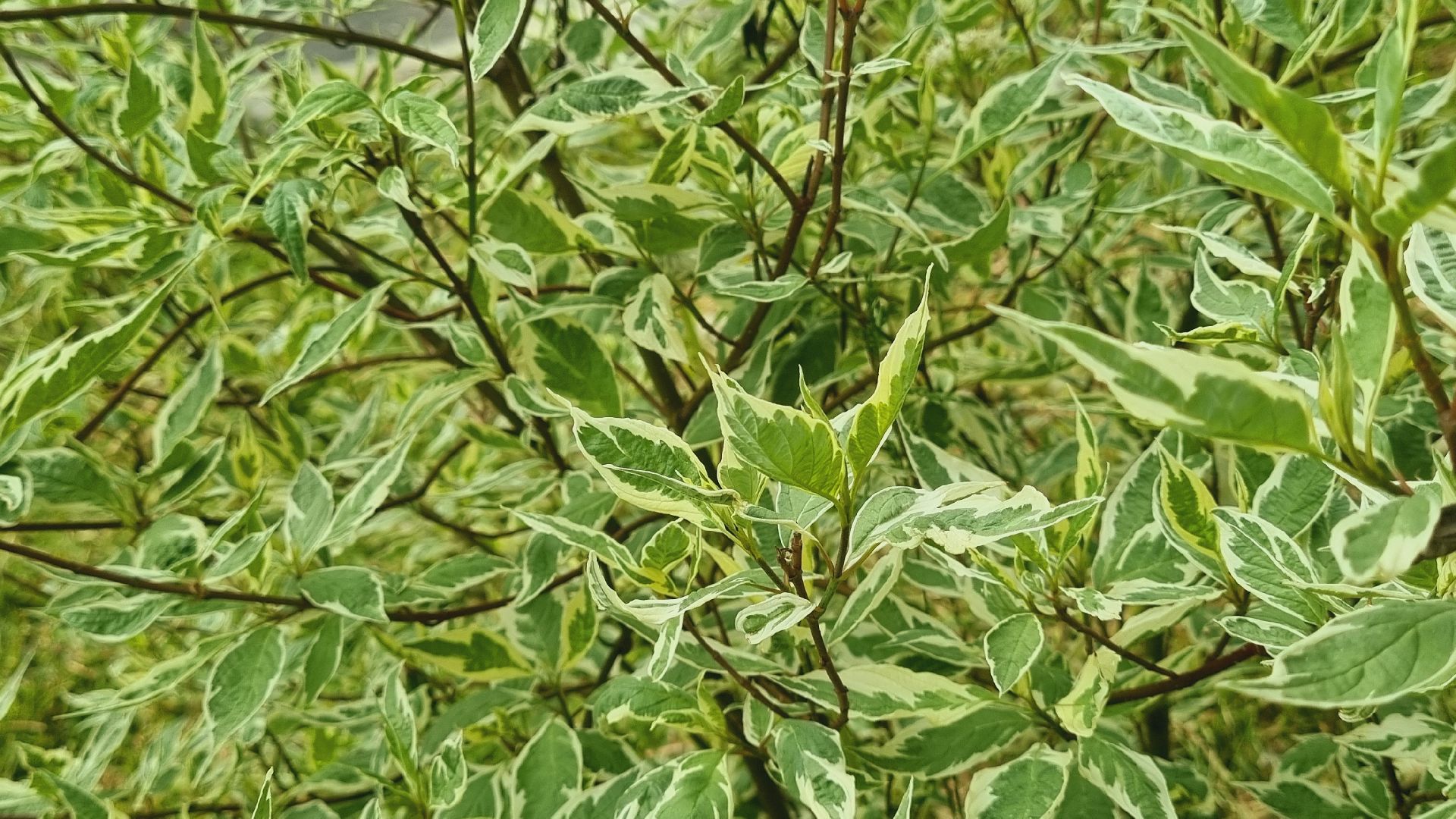 Подмосковье, Ивантеевка, благоустройство, общество