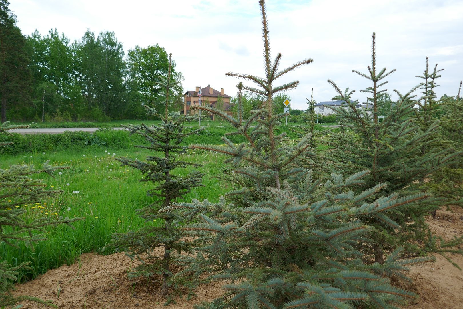 Подольск, лыжи, спорт, ролики, Дубровицы