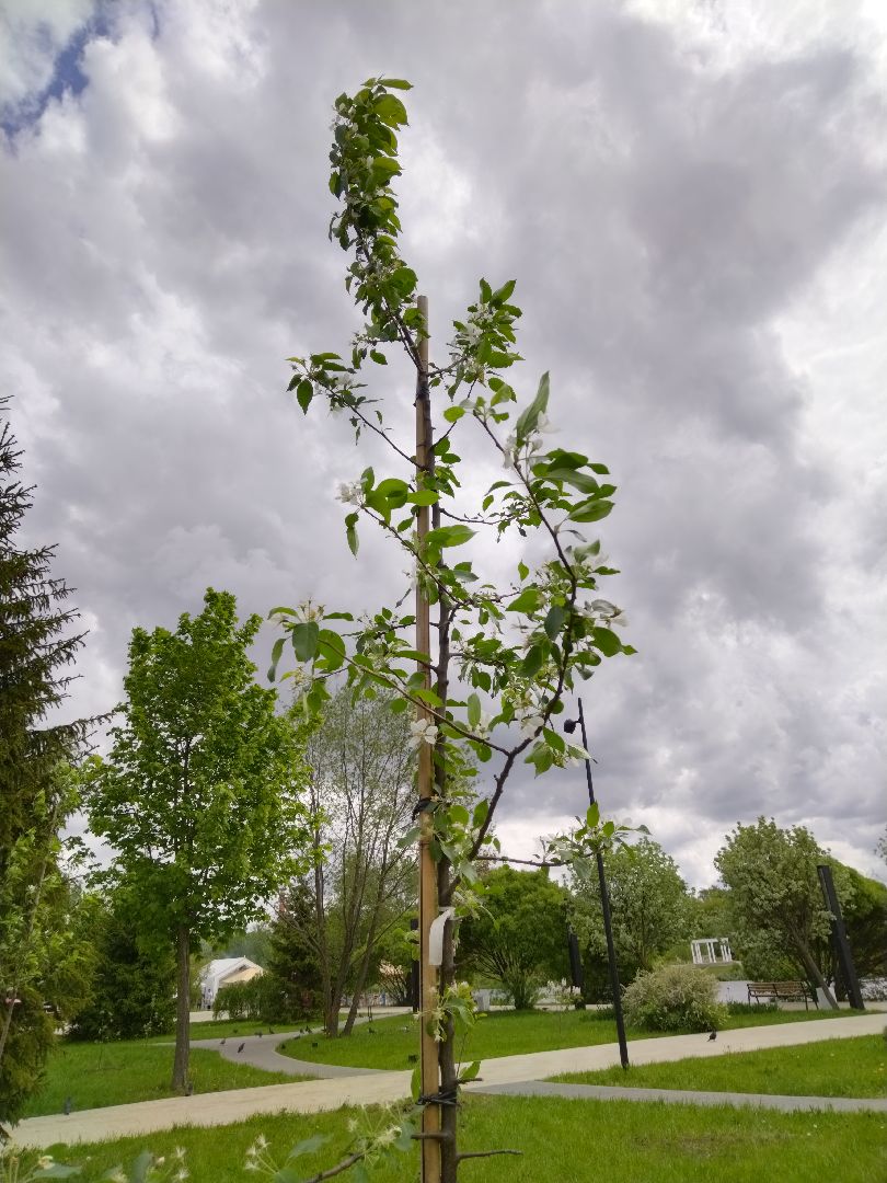 Благоустройство, парки, парковый ответ, Мытищи