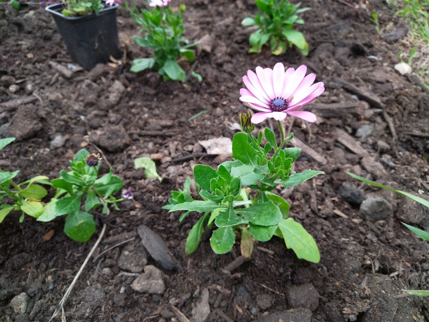 Благоустройство, парки, парковый ответ, Мытищи