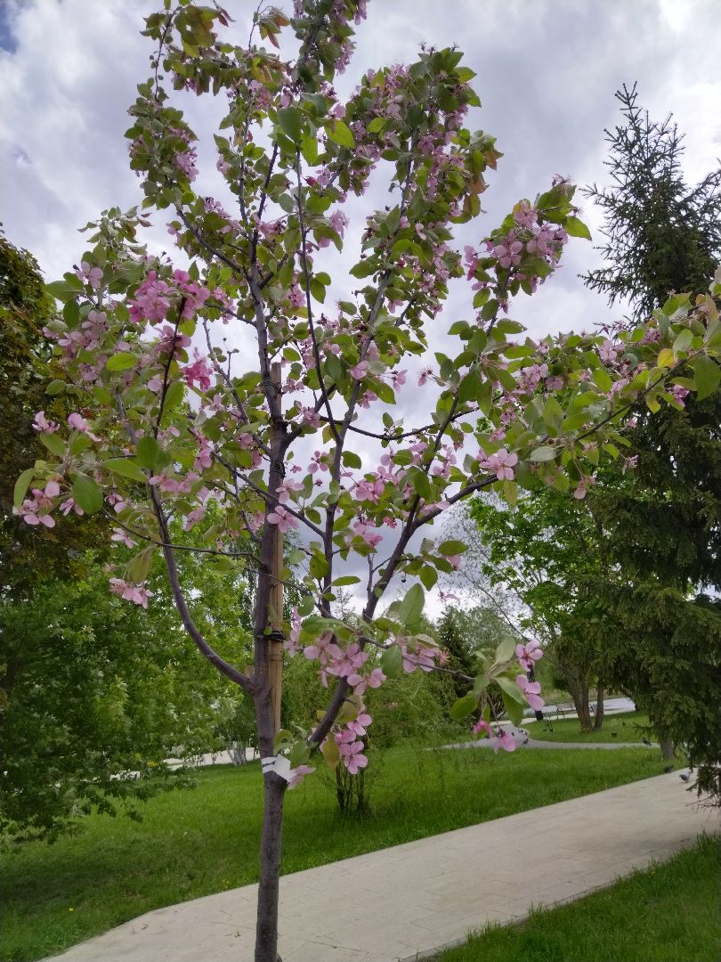 Благоустройство, парки, парковый ответ, Мытищи