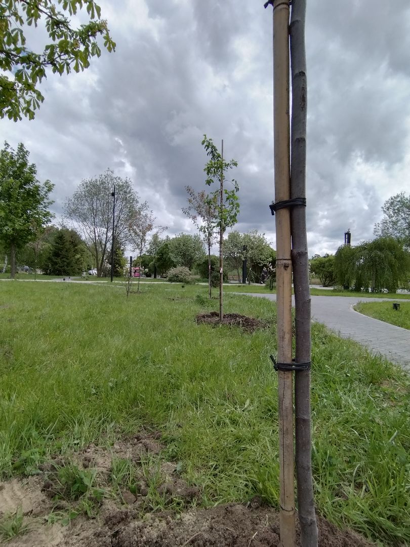 Благоустройство, парки, парковый ответ, Мытищи