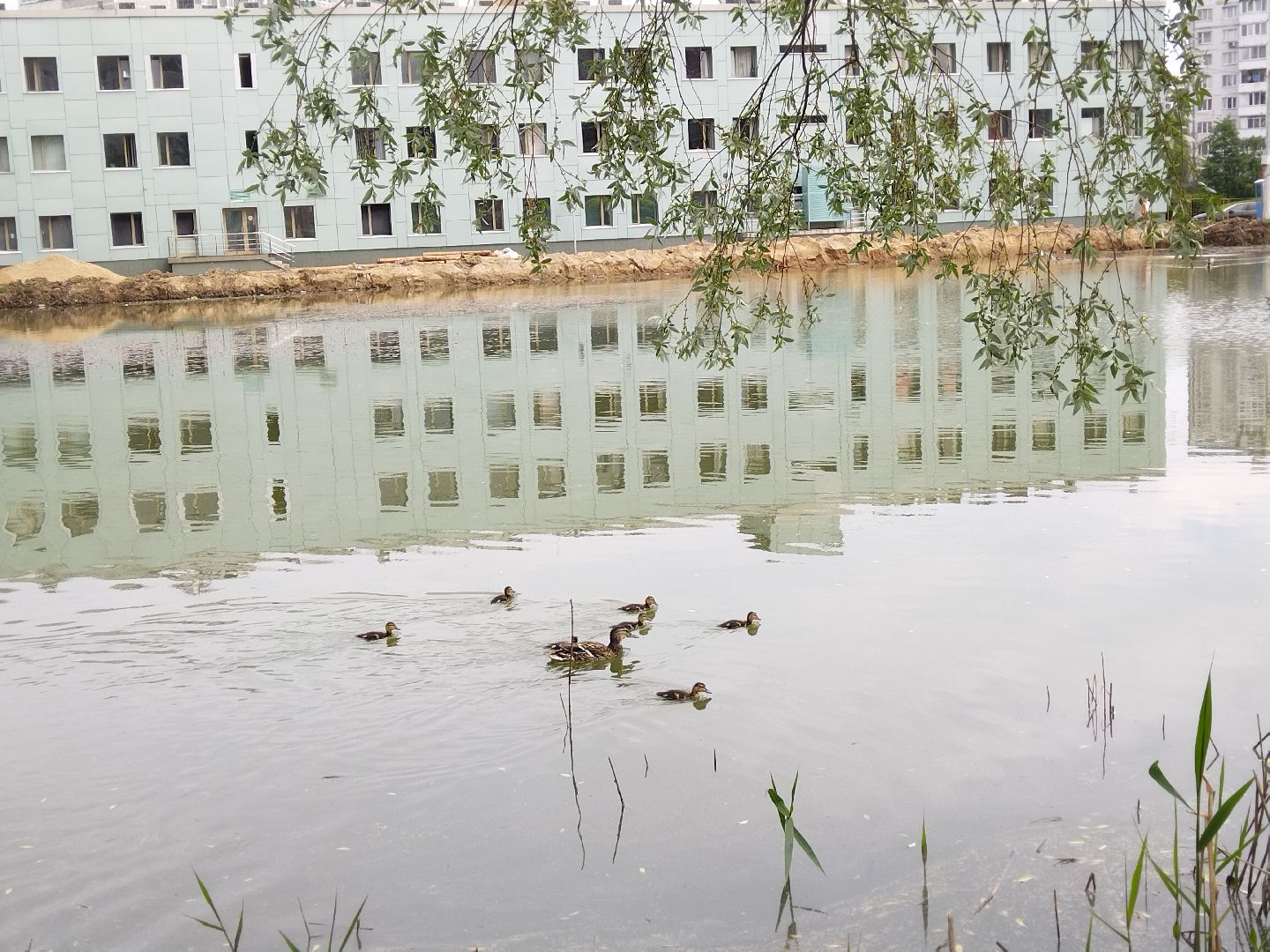 Благоустройство, народное голосование, Мытищи, Алексеевский пруд, Сукромка, Борисовка