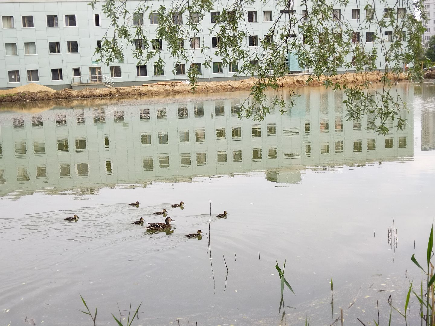 Благоустройство, народное голосование, Мытищи, Алексеевский пруд, Сукромка, Борисовка