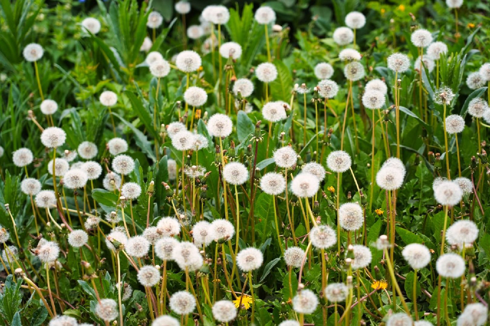 Сергиево-Посадский городской округ, Сергиев Посад, Благоустройство, Перемены, Выбор жителей, Общественное пространство