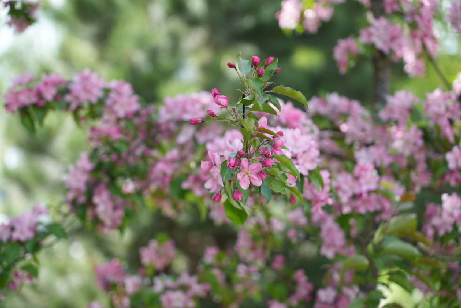 Сергиев Посад, Сергиево-Посадский городской округ, Красота, Природа, Весна, Общество, Жители, Фотосессия
