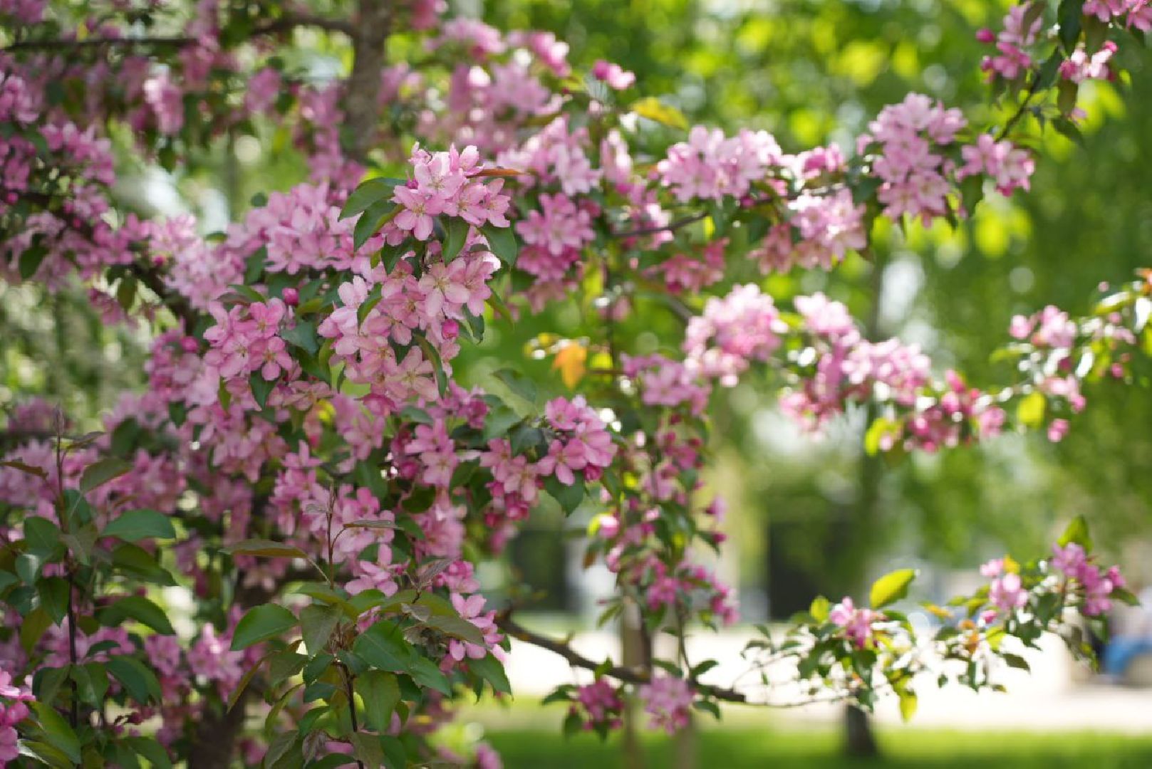 Сергиев Посад, Сергиево-Посадский городской округ, Красота, Природа, Весна, Общество, Жители, Фотосессия