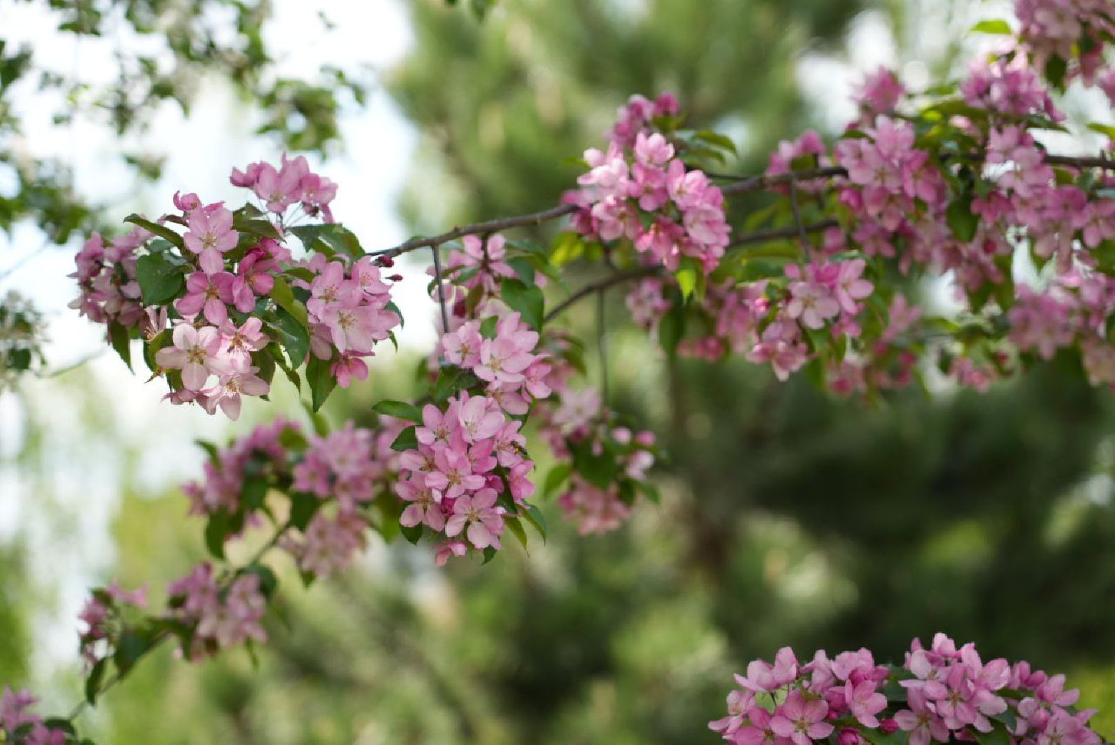 Сергиев Посад, Сергиево-Посадский городской округ, Красота, Природа, Весна, Общество, Жители, Фотосессия