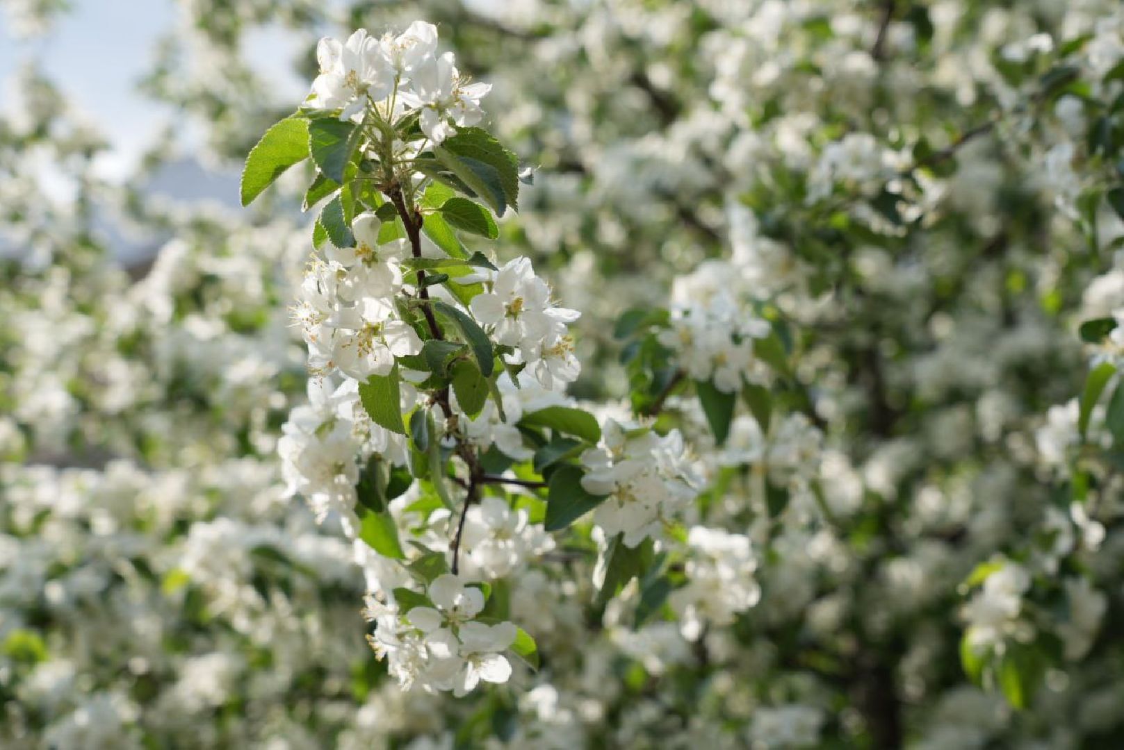 Сергиев Посад, Сергиево-Посадский городской округ, Красота, Природа, Весна, Общество, Жители, Фотосессия