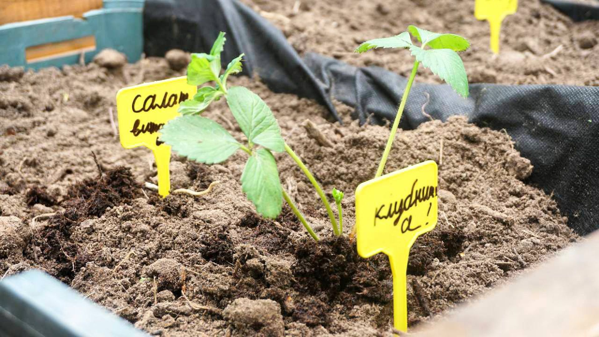 Сергиев Посад, Сергиево-Посадский городской округ, Общественный огород, Парковый ответ, Парки