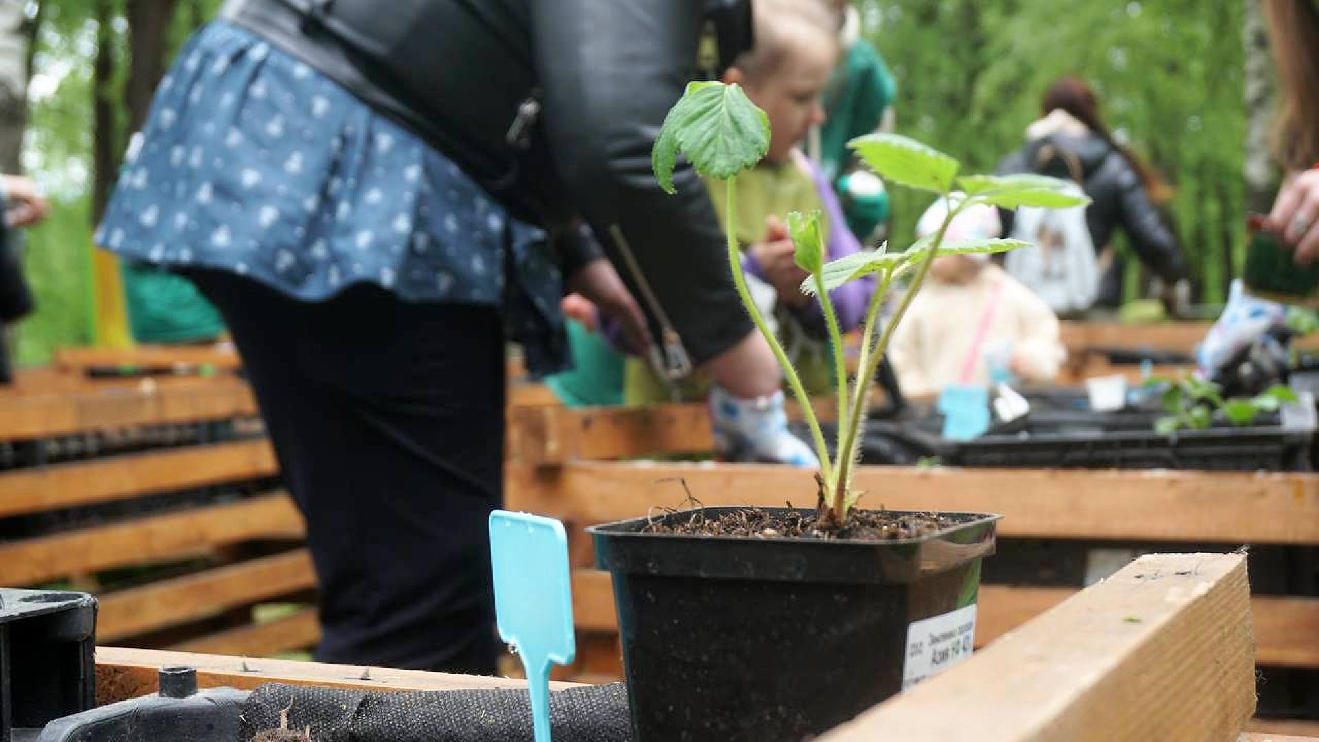 Сергиев Посад, Сергиево-Посадский городской округ, Общественный огород, Парковый ответ, Парки