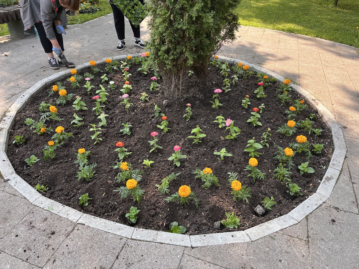 Шаховская, озеленение, благоустройство