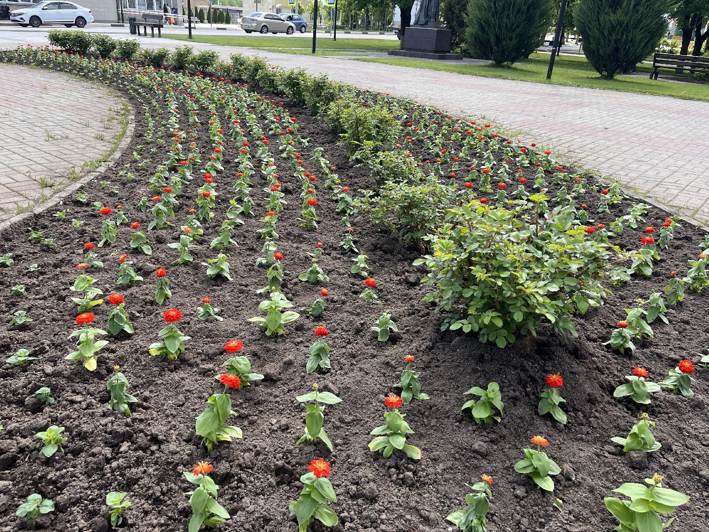 Шаховская, озеленение, благоустройство