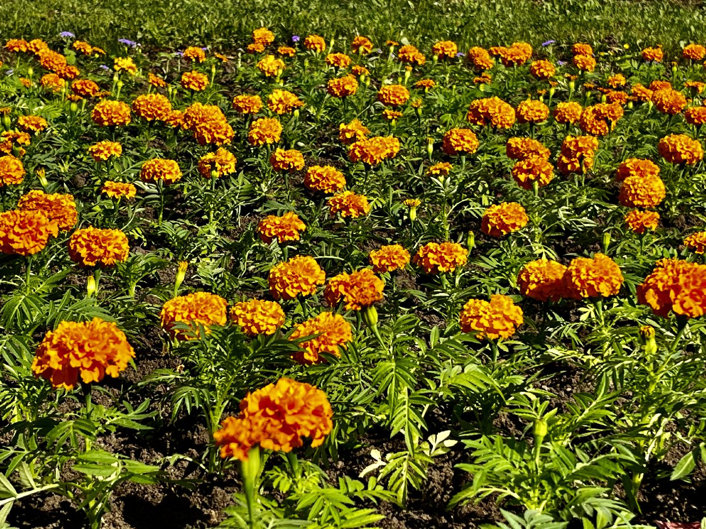 Наро-Фоминск, Наро-Фоминский городской округ, Благоустройство, лето в Подмосковье, День города, праздник