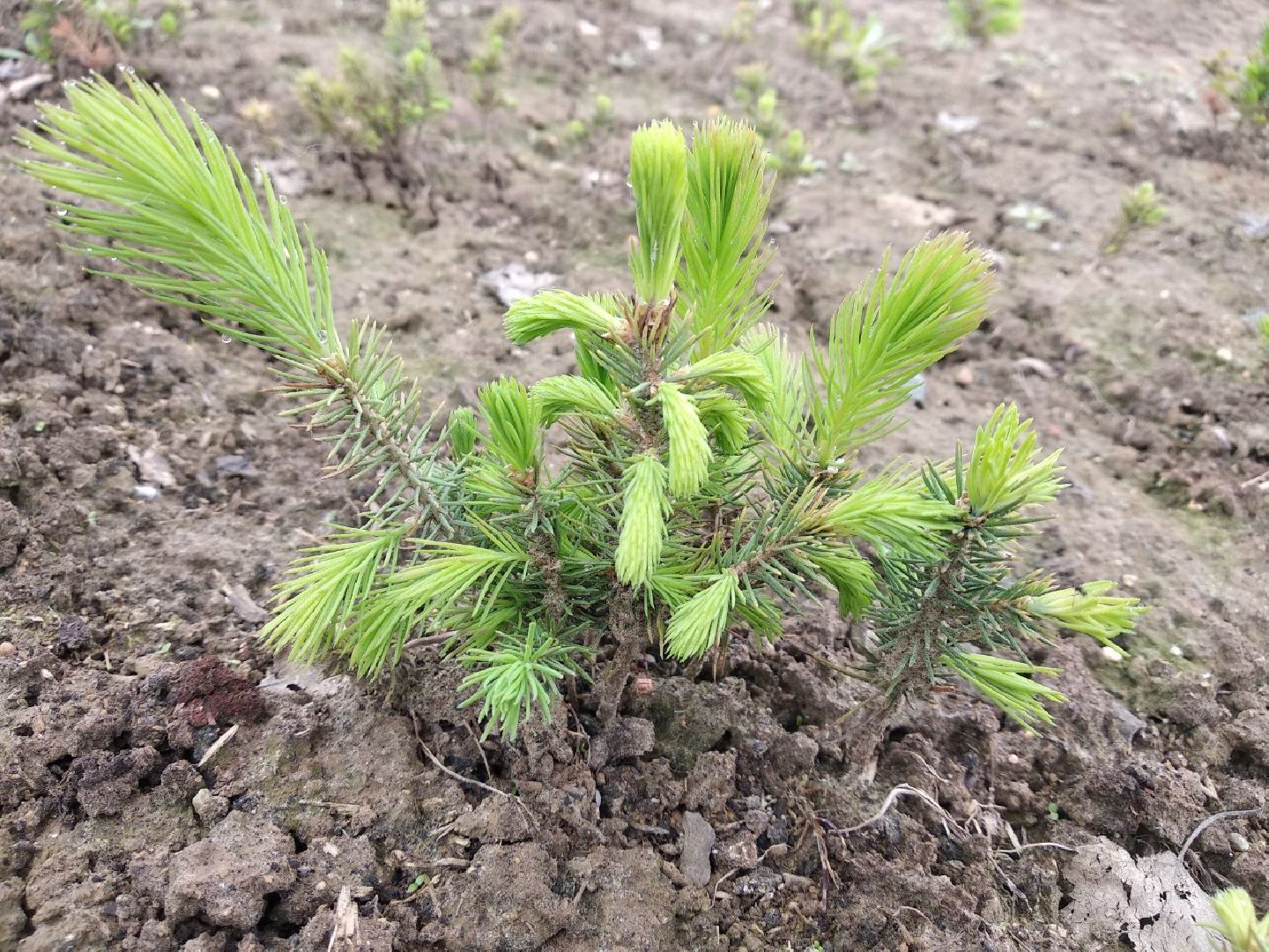Дмитровский лесной питомник, Центрлесхоз, Комитет лесного хозяйства МО