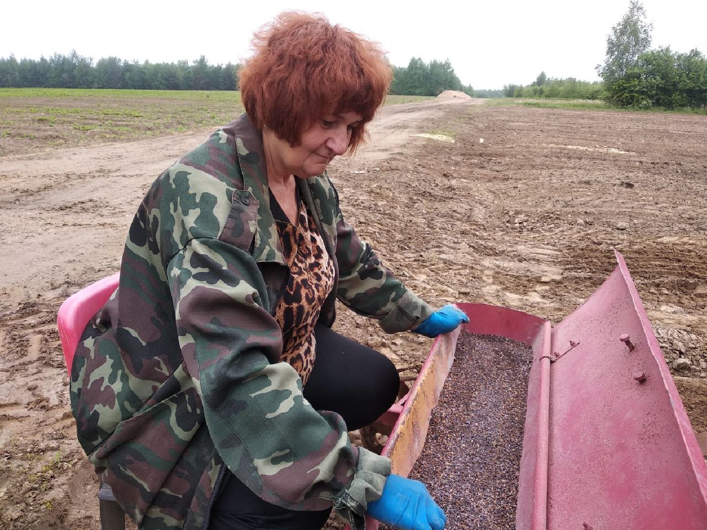Дмитровский лесной питомник, Центрлесхоз, Комитет лесного хозяйства МО