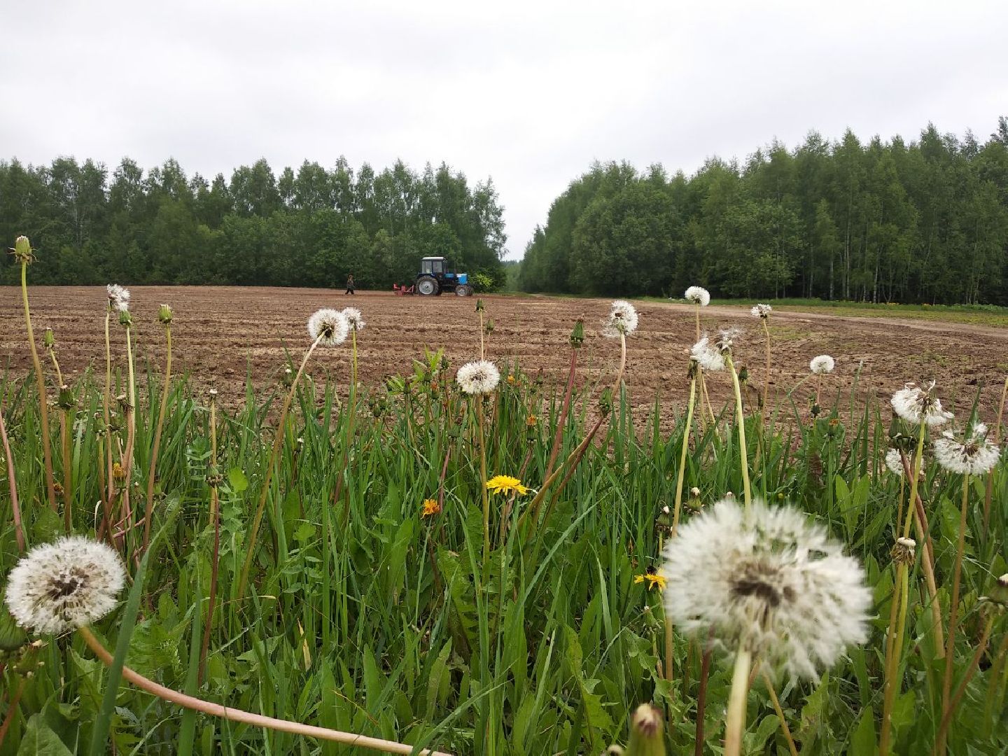 Дмитровский лесной питомник, Центрлесхоз, Комитет лесного хозяйства МО