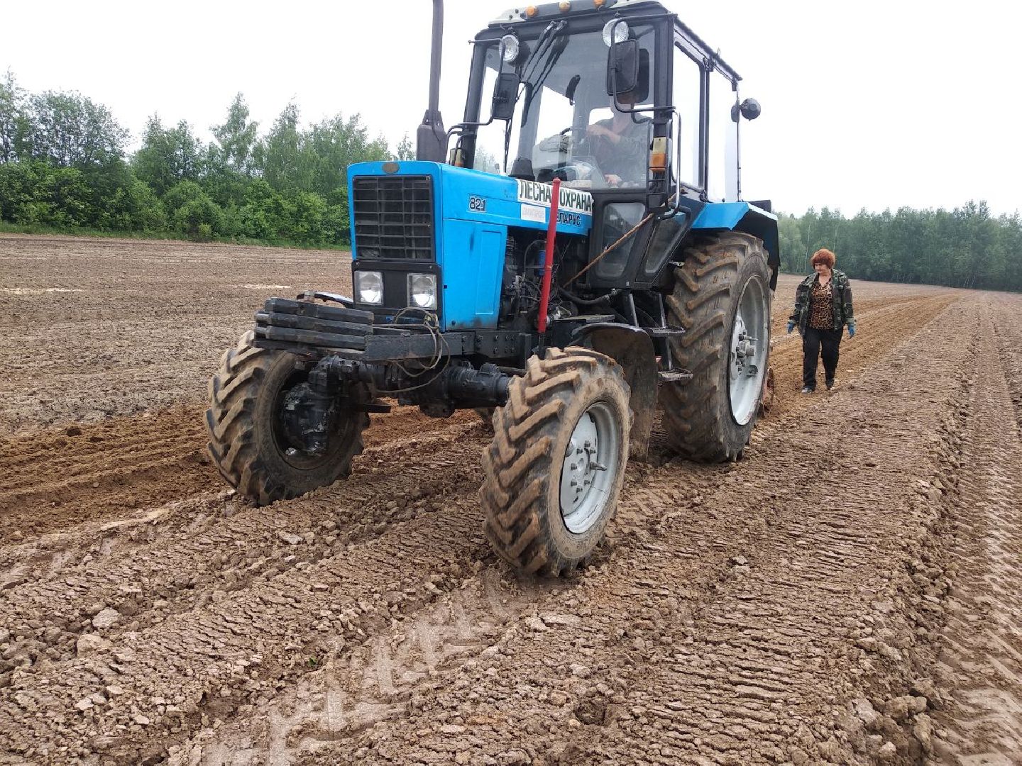 Дмитровский лесной питомник, Центрлесхоз, Комитет лесного хозяйства МО