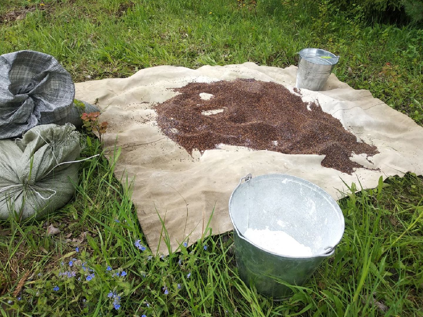 Дмитровский лесной питомник, Центрлесхоз, Комитет лесного хозяйства МО