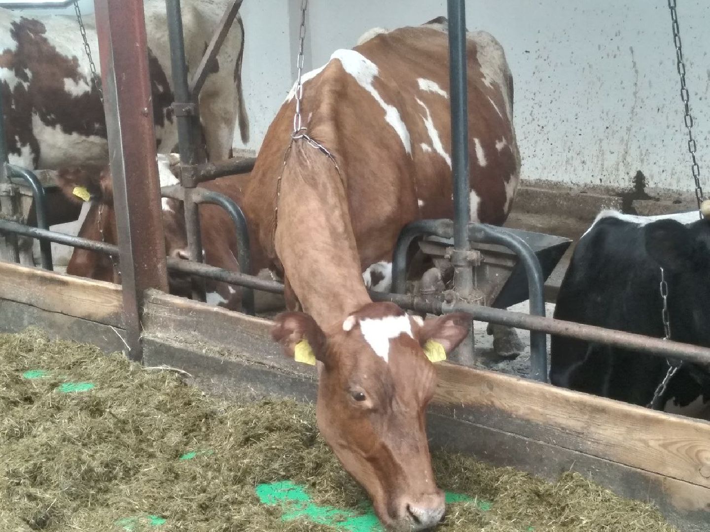 животноводство