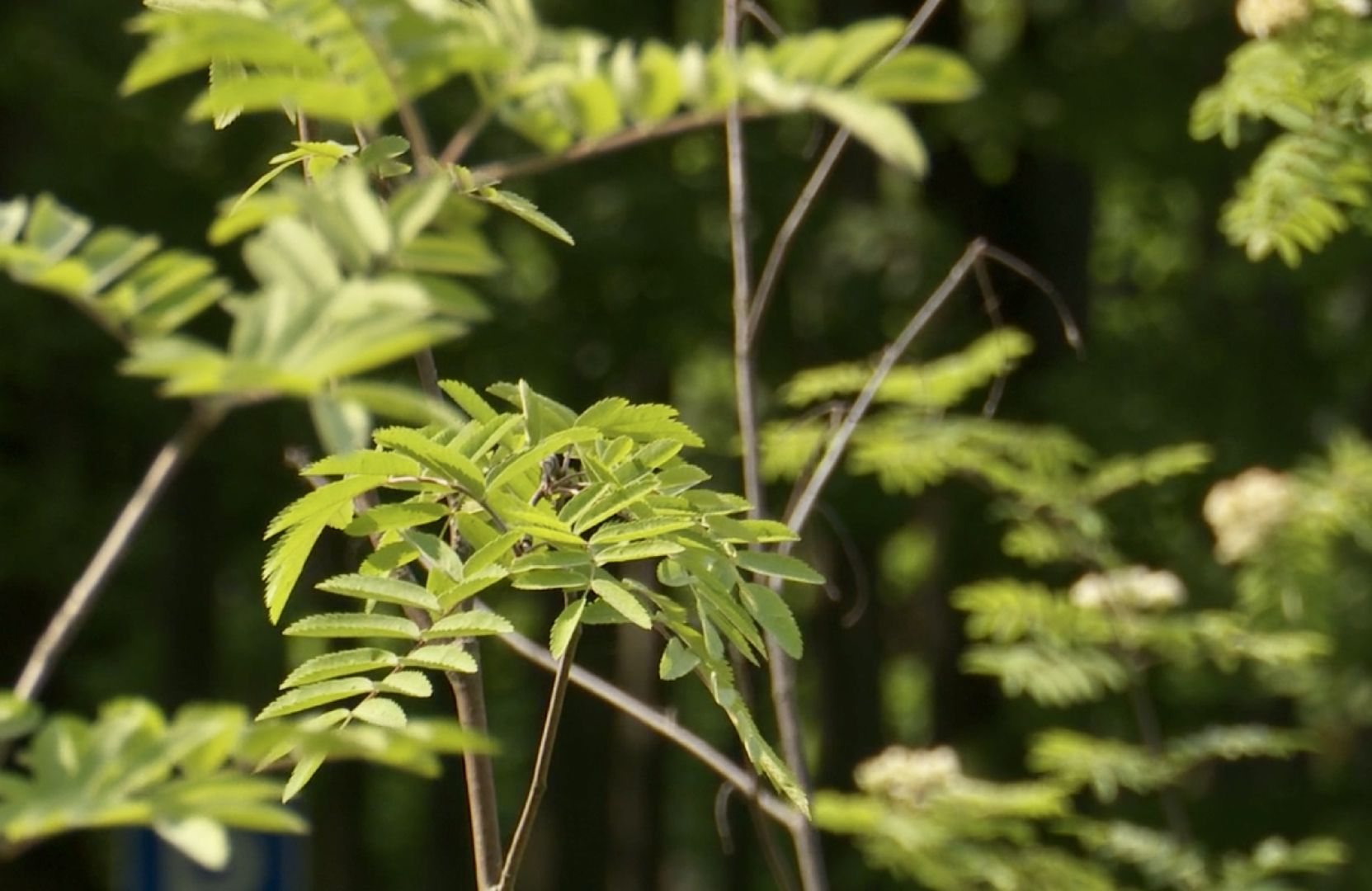 предприниматели