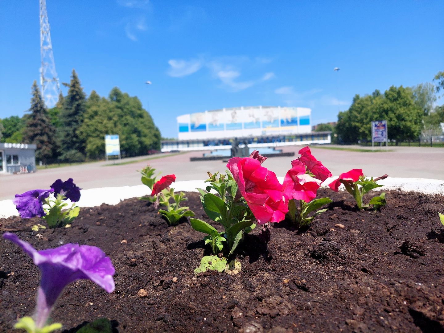 высадка цветов