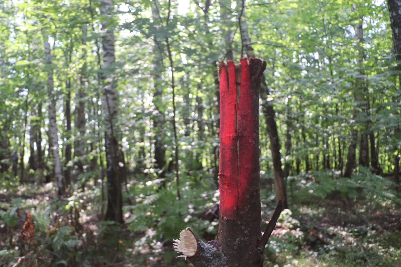 серебряные пруды