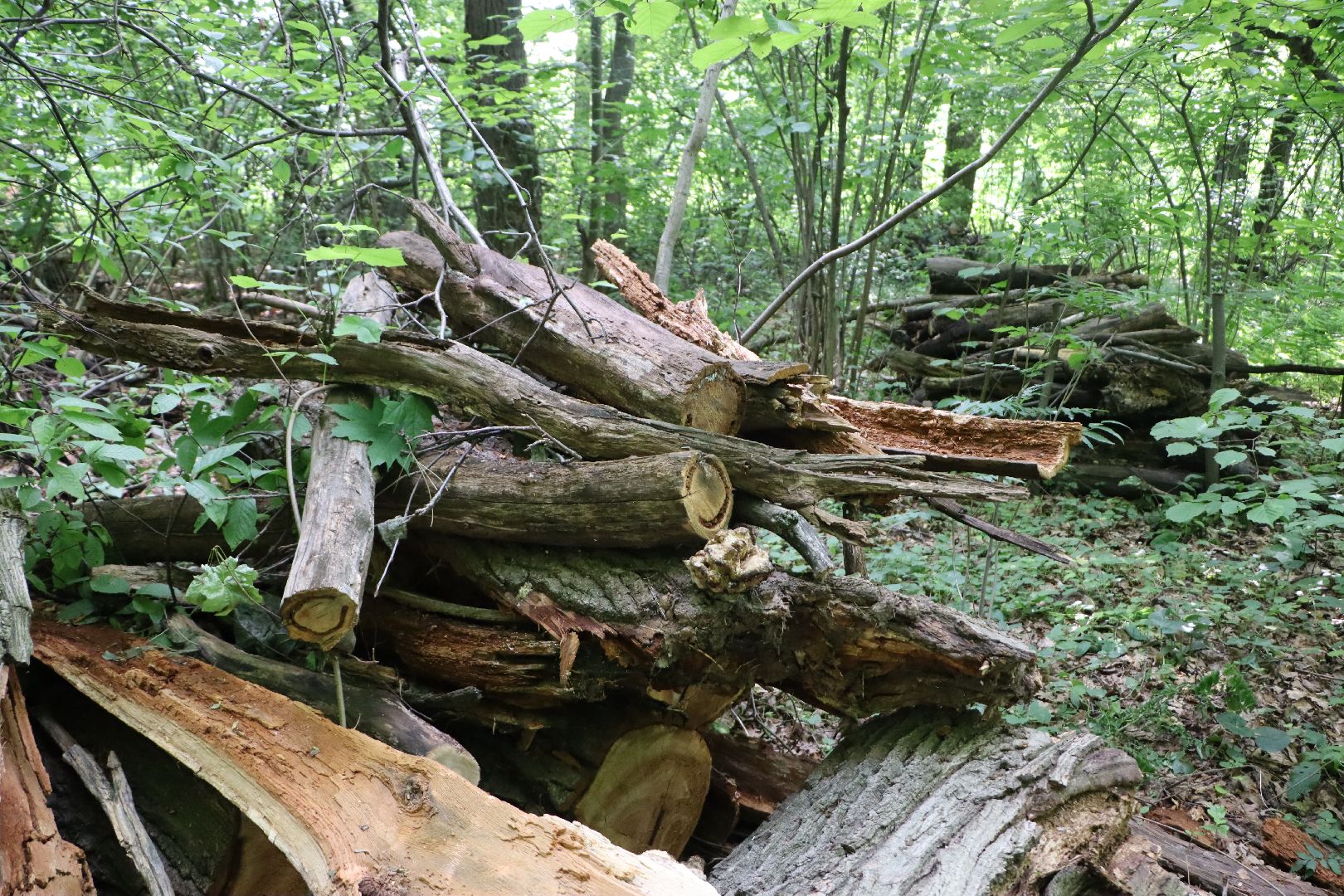 серебряные пруды