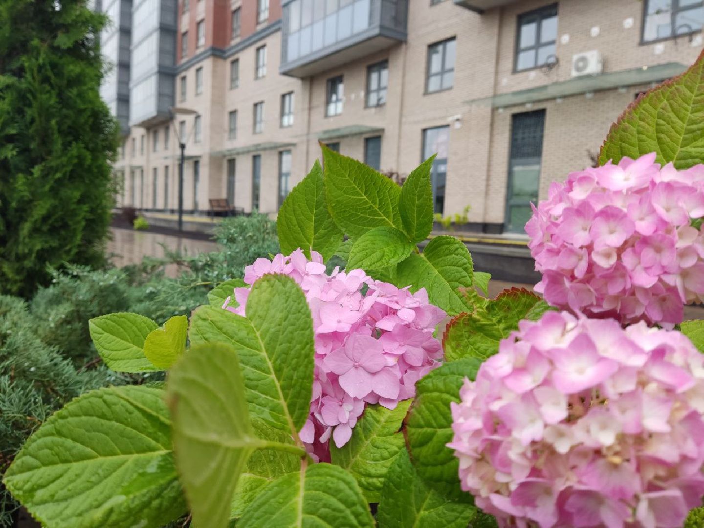 озеленение