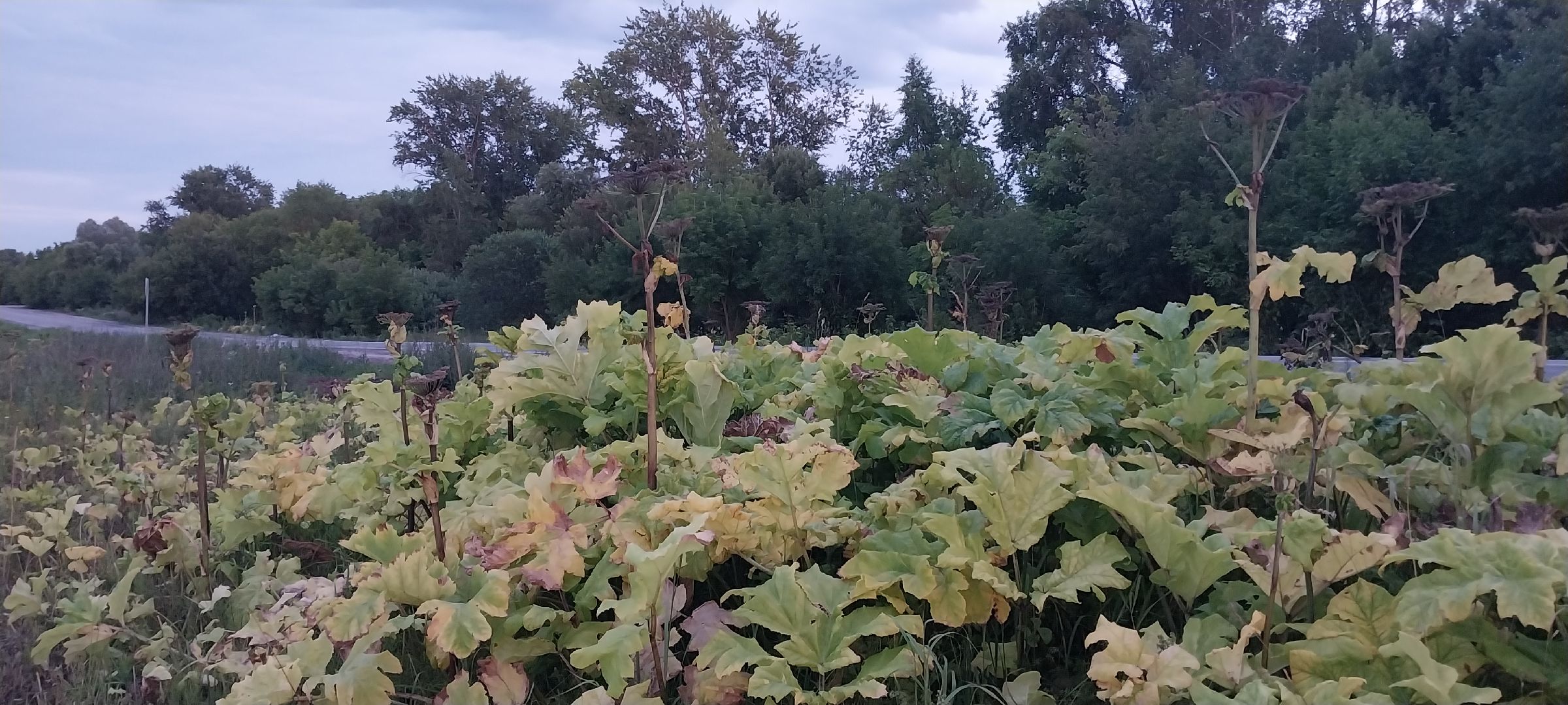 борьба с борщевиком