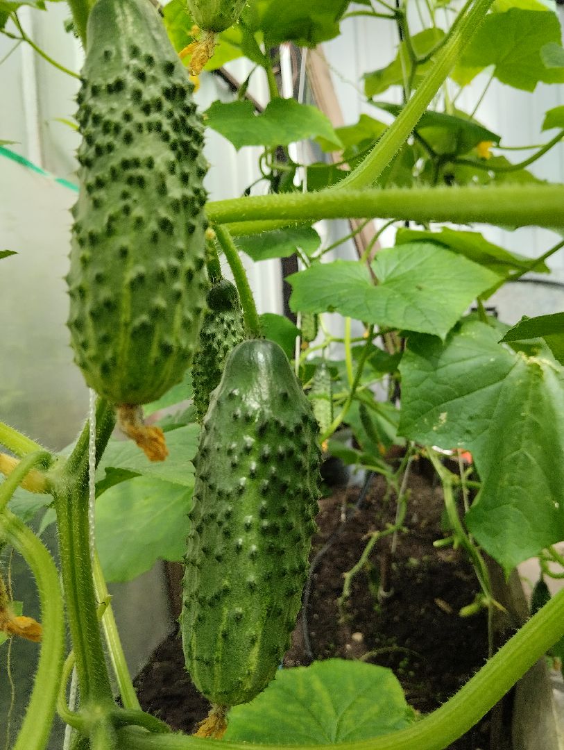 старая купавна