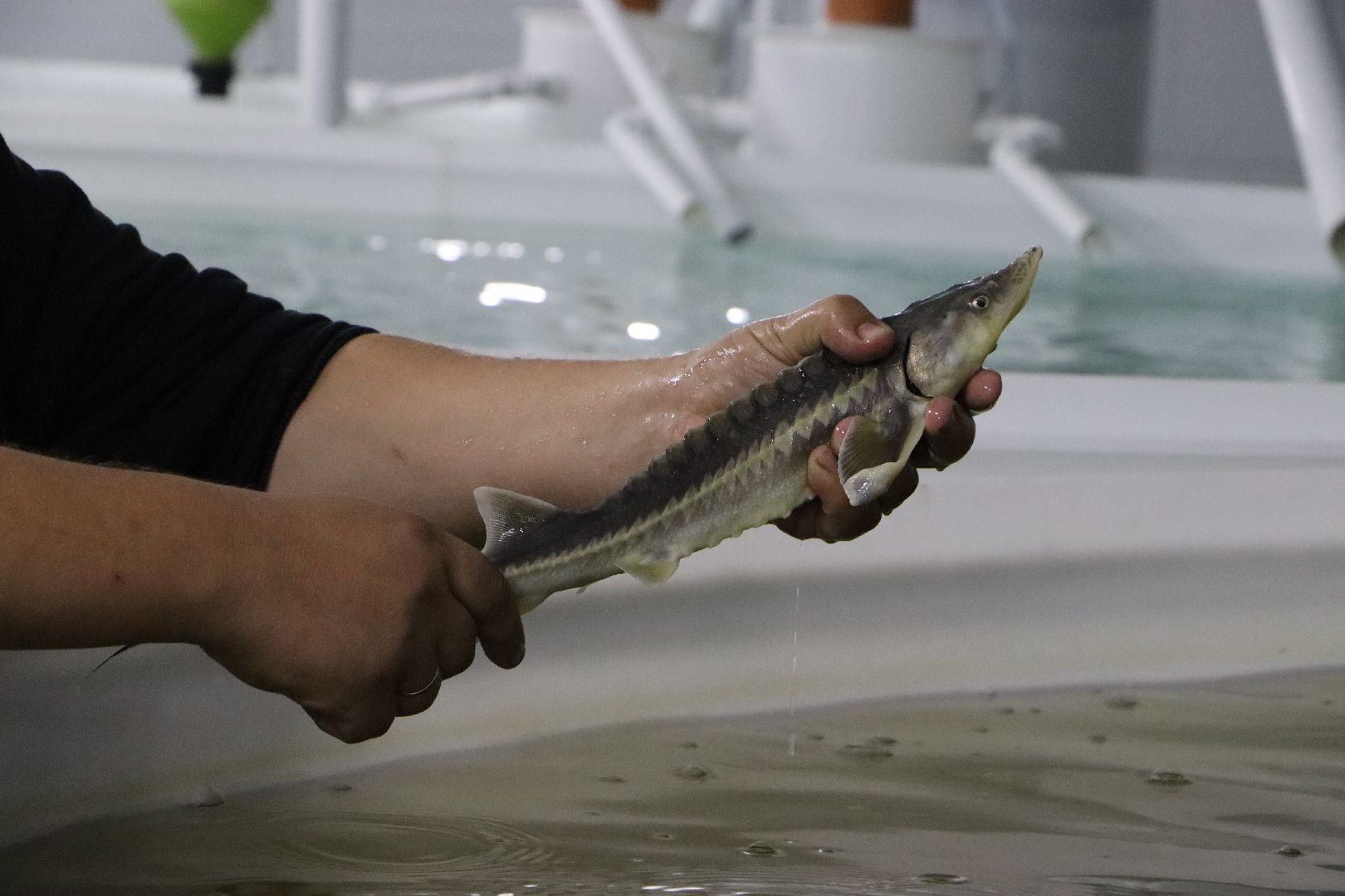 серебряные пруды