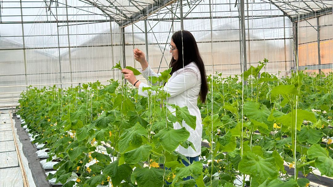 импортозамещение