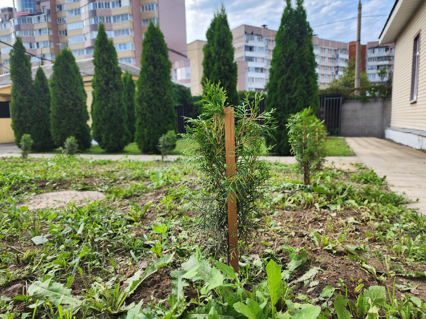 АНО