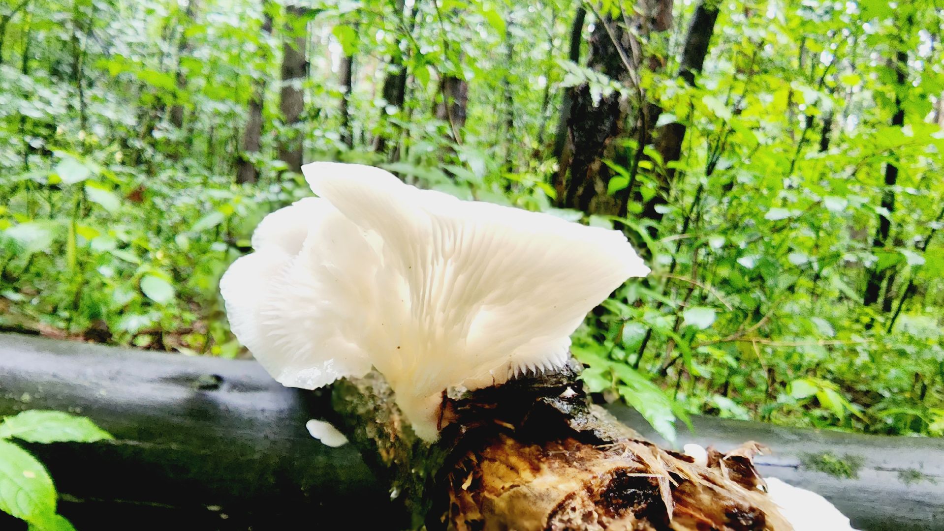 ивантеевка