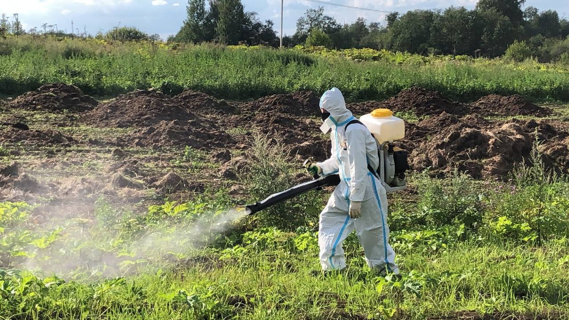 борьба с борщевиком