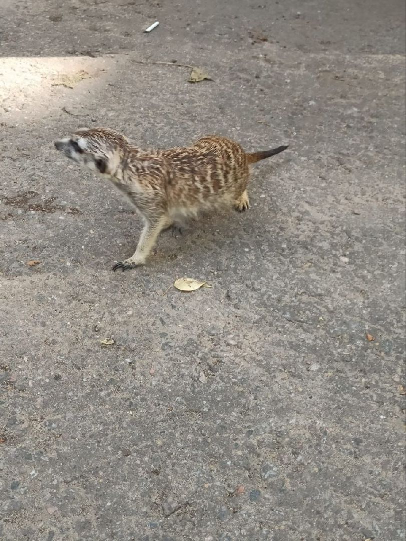 животное