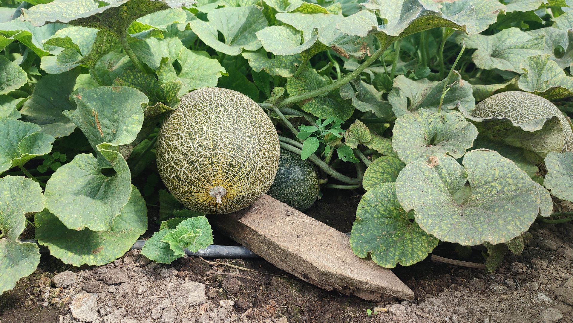 импортозамещение