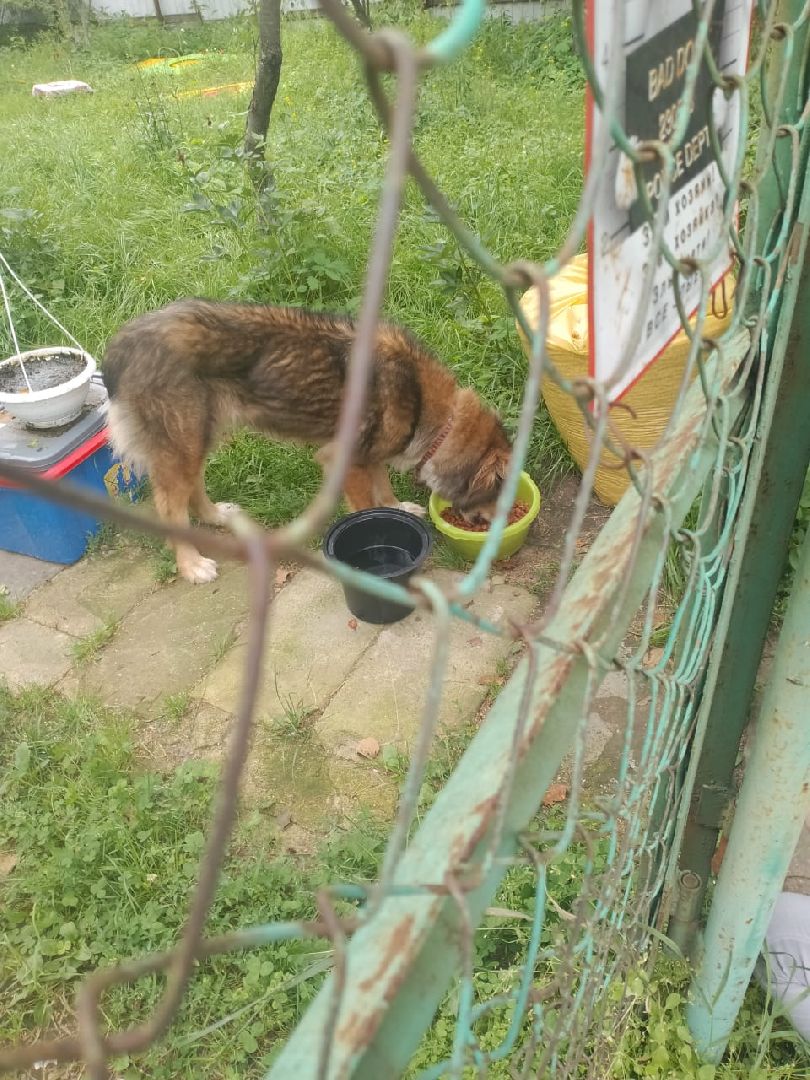 брошенные собаки