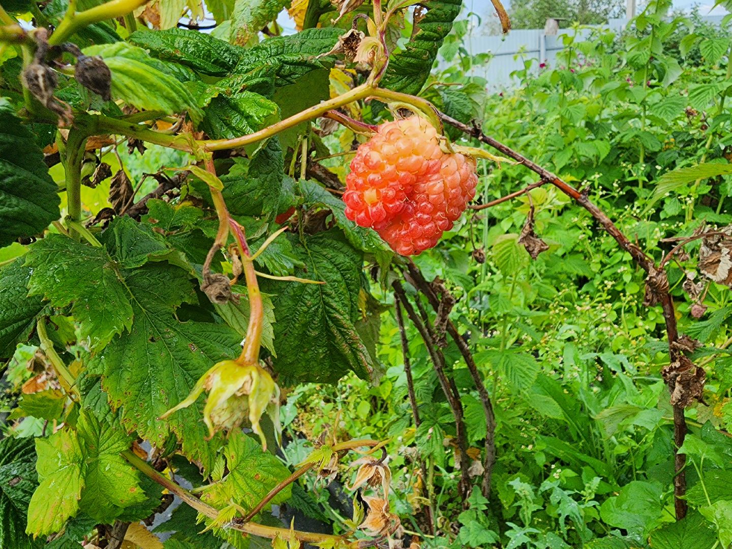 РАС
