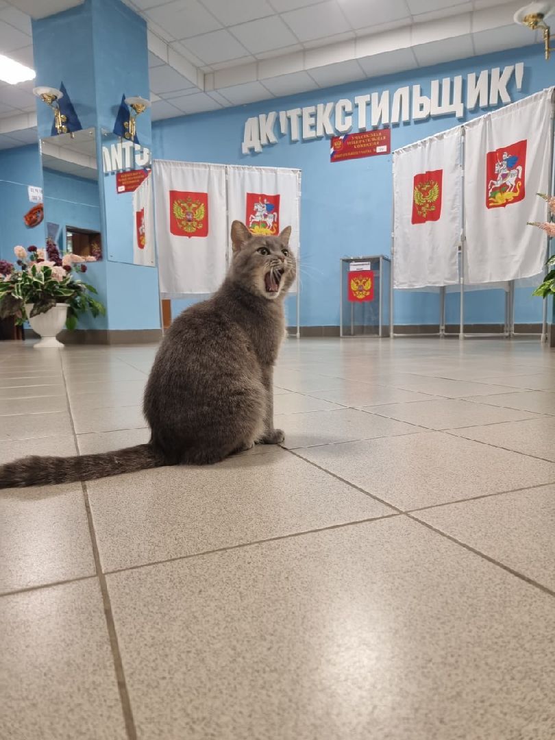 губернатор