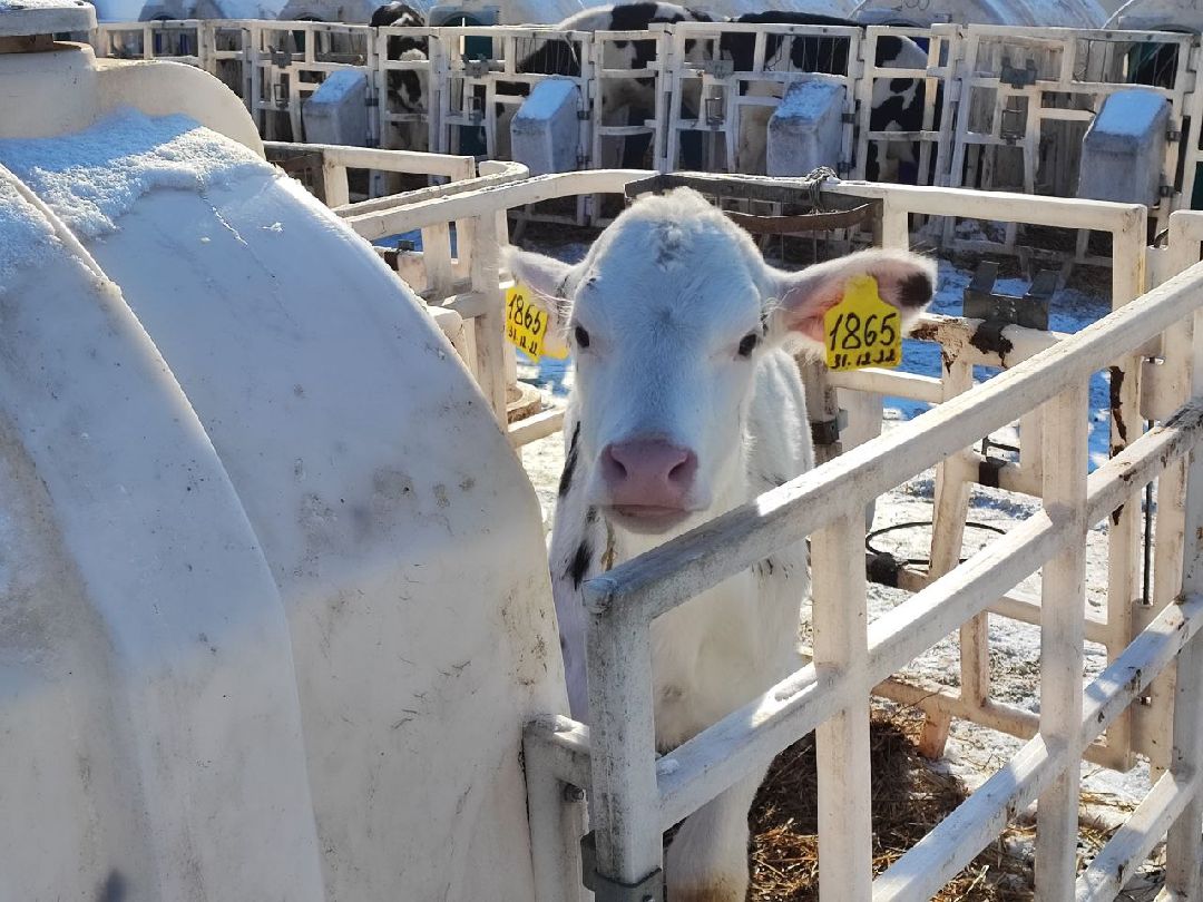 серебряные пруды