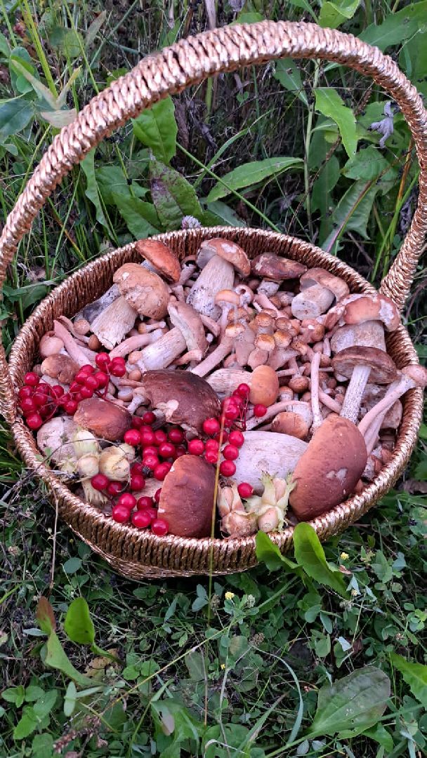 кулинар