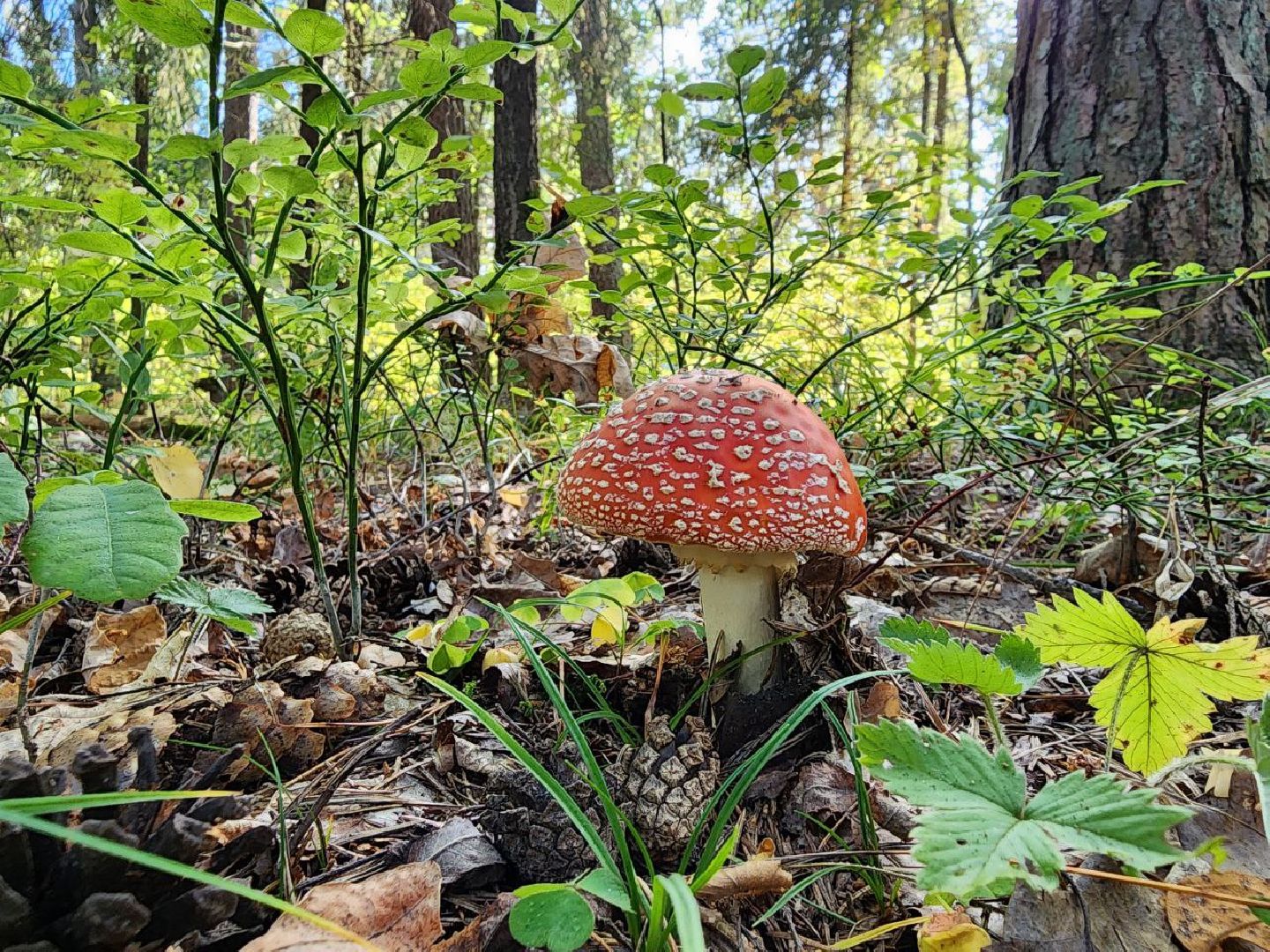 Грибной сезон