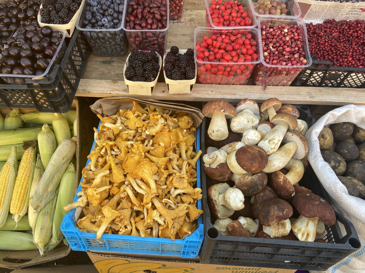 Грибной сезон