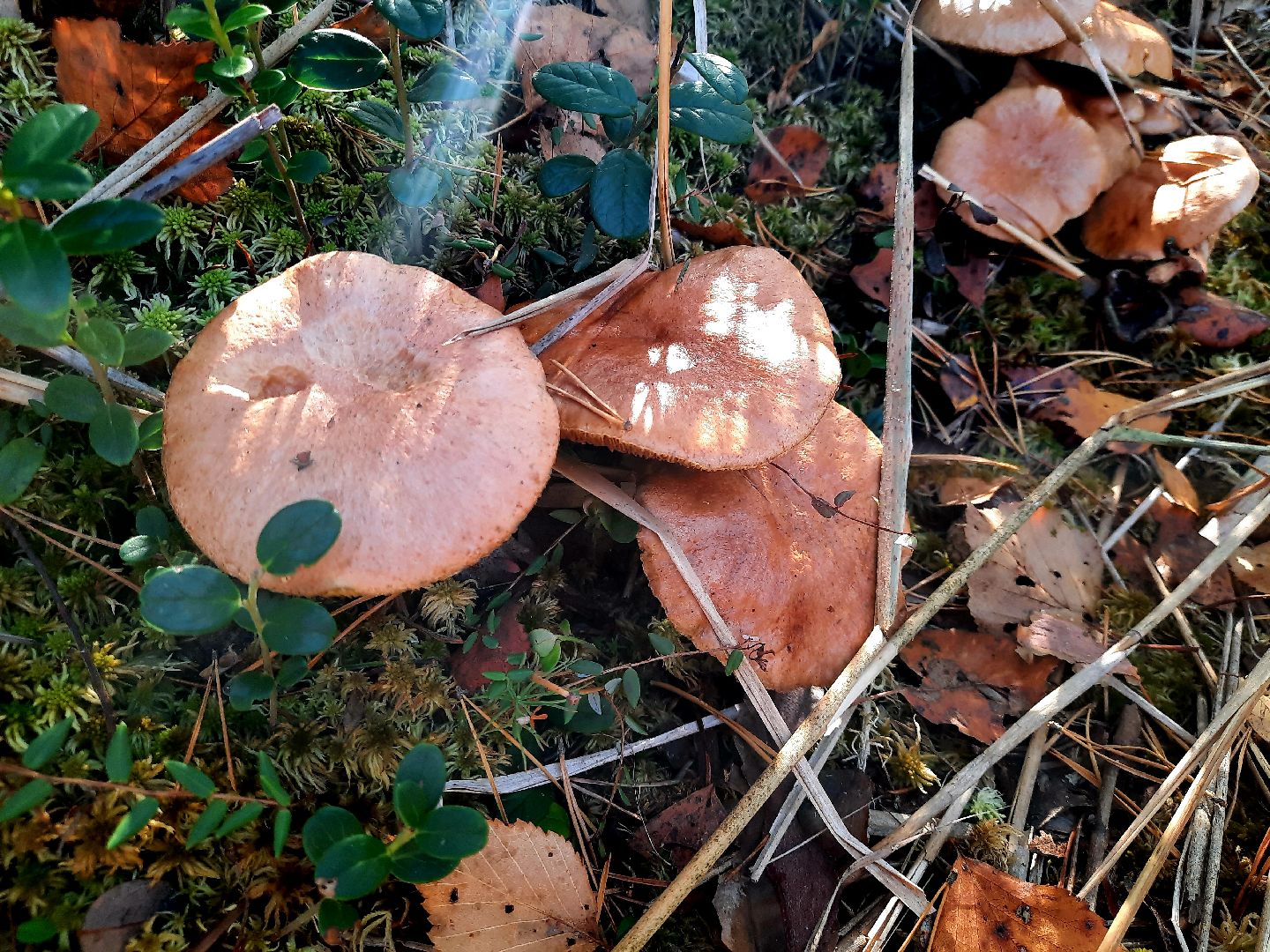 лото
