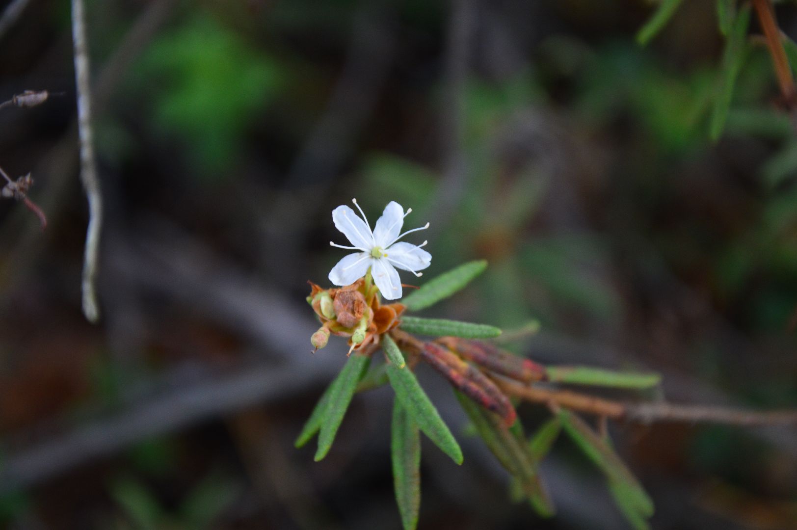 Народная медицина